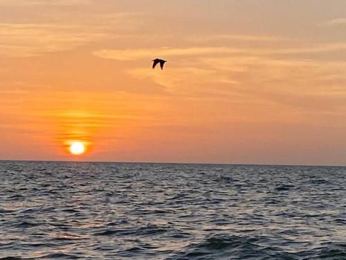 a bird flying over the ocean at sunset at Beachfront apartment with swimming pool. One bedroom in Celestún