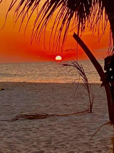 a sunset on the beach with a palm tree at Beachfront apartment with swimming pool. One bedroom in Celestún