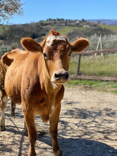 a brown cow standing on a dirt road at Agriturismo AgrileisureTime in Spoleto