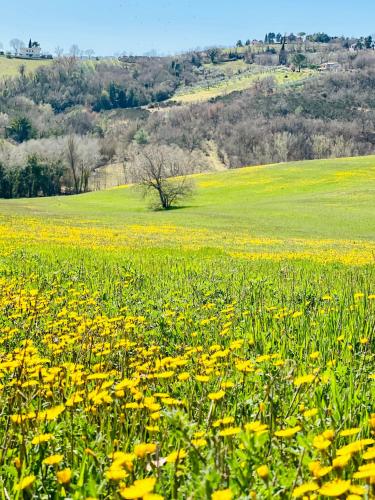 a field of yellow flowers in a green field at Agriturismo AgrileisureTime in Spoleto