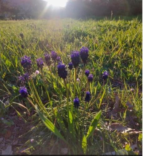 a group of purple flowers in a field at FBM Anagenessis - Ευ Ζην in Edessa
