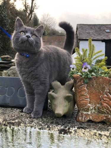 a gray cat standing next to some plants and vases at The Old Milking Parlour in Llandovery