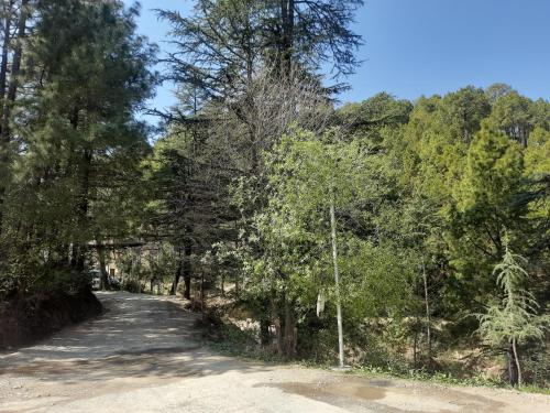 a dirt road with trees on both sides at Aagaman Woods Homestay in Shimla