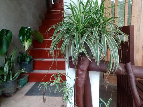 Φωτογραφία από το άλμπουμ του Nimsara Homestay σε Ella