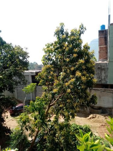 Κήπος έξω από το Nimsara Homestay