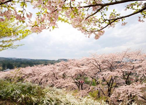 a bunch of cherry trees with pink flowers on them at ホテルアンの家 in Ikaho