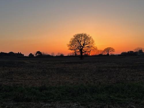 a tree in a field with the sunset in the background at Rife Lodges in Arundel