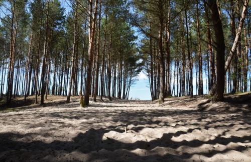 un bosque de árboles con sombras en el suelo en Pensjonat Wiktoria Mielenko, en Mielenko