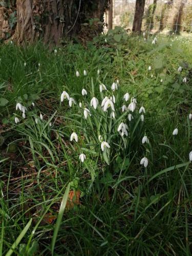 a bunch of white flowers in the grass at Magnifique lodge dans la forêt de Fontainebleau in Arbonne-la-Foret