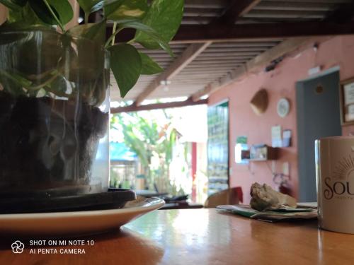 a plant in a vase sitting on top of a table at Mandala Camping - Oferecemos um espaço para sua barraca in Alto Paraíso de Goiás