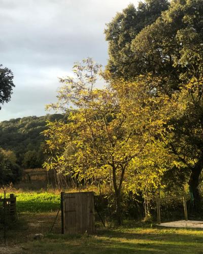 a tree with yellow leaves on it in a field at gite Au Bout du Chemin in Le Pouget