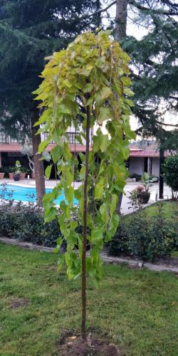 a small tree with green leaves in a yard at Casa Barranqueiro in Vilaboa