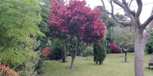 a tree with red leaves in a garden at Casa Barranqueiro in Vilaboa