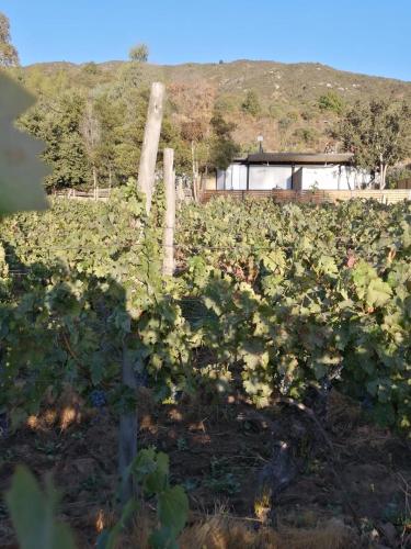 a field of vines with a building in the background at Apalta Lofts, disfruta frente a viñedos in Santa Cruz