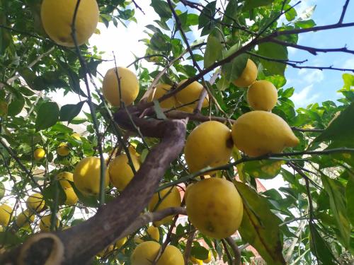 a bunch of yellow fruit growing on a tree at Barnet House Lamezia in Lamezia Terme
