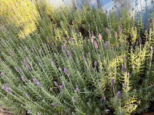 a plant with purple flowers in a garden at Pousada Cheiro da Terra in Cunha