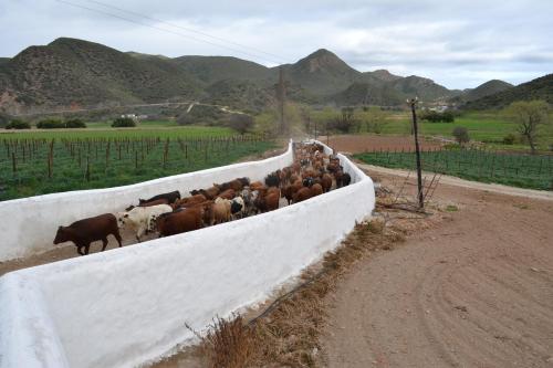 a herd of cows standing in a fence at De Kombuys in Oudtshoorn