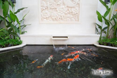 a koi pond in front of a white wall at Villa Mia Seminyak - Boutique Villas in Seminyak