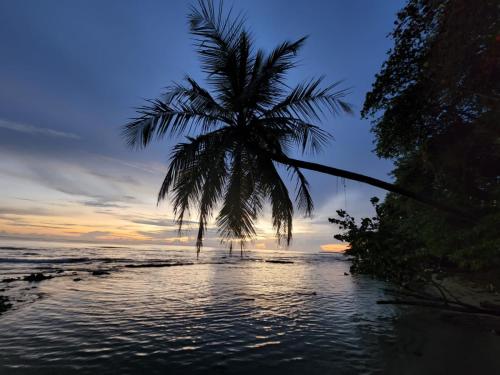 a palm tree on the beach at sunset at Hotel Casa Vito Beachfront in Puerto Viejo