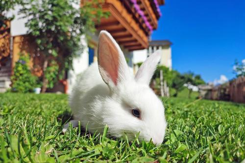 a white rabbit is sitting in the grass at Thalhofer Hof in Lazfons