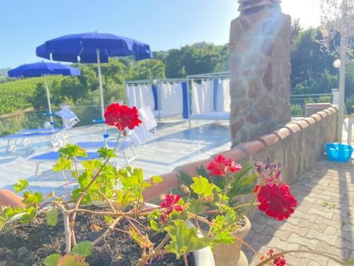 un patio con fiori rossi e una piscina con ombrelloni di Serra Marina Rooms and Apartments a Santa Maria di Castellabate