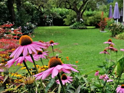 a group of pink flowers in a garden at Dependance Villa Komposch adults only in Reifnitz
