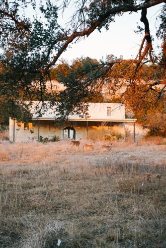 three deer standing in a field in front of a house at Contigo Ranch Fredericksburg in Fredericksburg