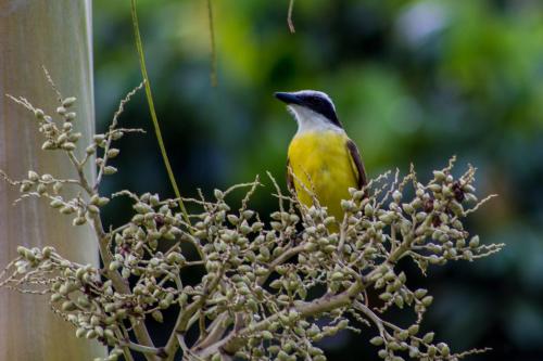 a yellow bird sitting on top of a tree at Confort Arenal in Fortuna