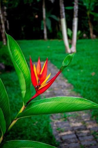 a red and yellow flower on a plant with leaves at Confort Arenal in Fortuna