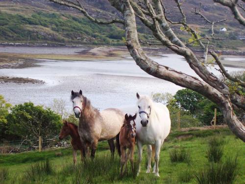 a group of horses standing in a field near a body of water at Buttermilk Lodge in Clifden