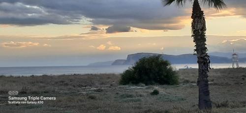 a palm tree in the middle of a field at CIVICO 16A - Apartment - with private parking in Quartu SantʼElena