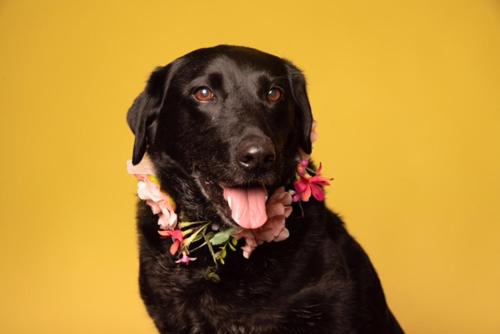 a black dog wearing a flower collar with its tongue at Casa de Cece in Lagoa