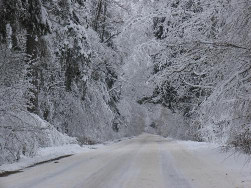 a dirt road covered in snow with trees at Apartamenty Carskie in Białowieża