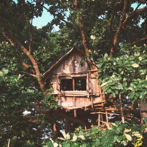 Mizuno Sang's Tree House
