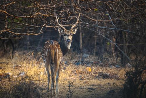 a deer with large antlers standing in a field at Tranquility homestay in Shivpurī