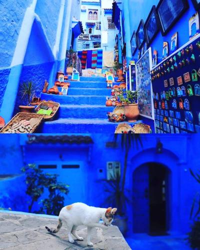 a cat standing in front of a blue building at DAR Casa Plasa Grande CHEFCHAOUEN in Chefchaouene