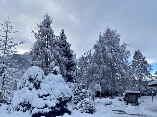 a group of pine trees covered in snow at Villa Giulia - Bisalta in Peveragno