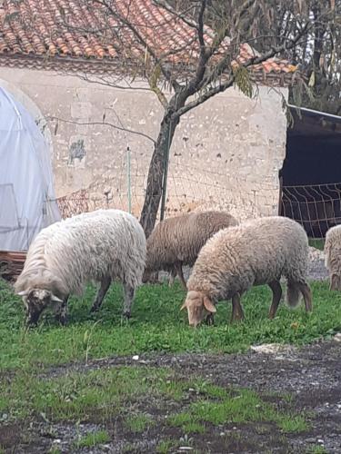 a group of sheep grazing in the grass at Maison de campagne à la ferme in Pillac