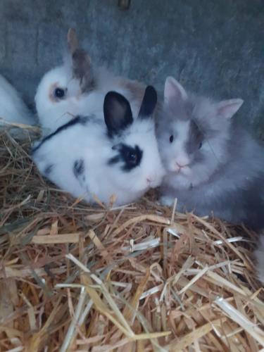 a group of rabbits laying in a pile of hay at Maison de campagne à la ferme in Pillac