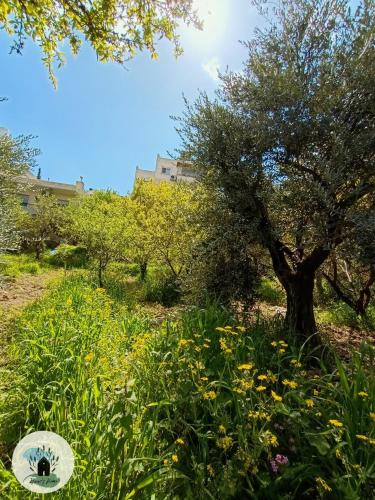 a tree in the middle of a field with flowers at Isaac's Home in Beit Sahour