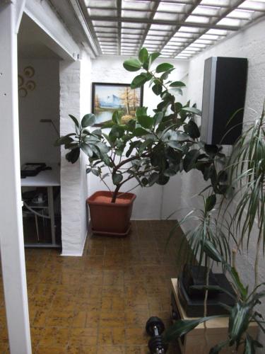 a hallway with a potted plant in a room at Helle große Souterrainwohnung mit eigenem Eingang in Unterhaching