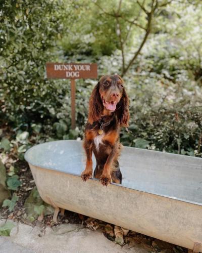 a brown dog sitting in a bath tub at The Fish Hotel in Broadway