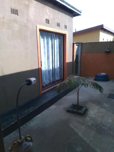 a palm tree in front of a building with a lamp at Authentic Bicycle Tours and Backpackers in Soweto