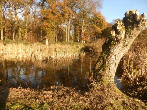 a tree in the middle of a body of water at De Zevende Zon in Poperinge