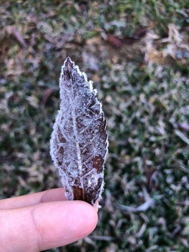 a person holding a leaf in their hand at Cabanas Recanto do Rancho - Rancho Queimado in Rancho Queimado