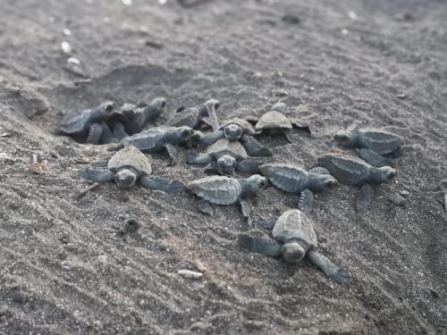 a group of turtles laying on the sand at Boutique Hotel Luna Azul in Playa Ostional