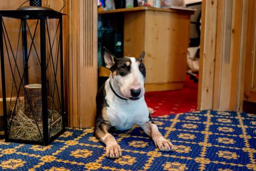 a dog laying on the floor in a room at Hotel Fanes Suite & Spa in Moena