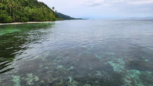 a large body of water with a group of trees at Terimakasih homestay in Pulau Mansuar