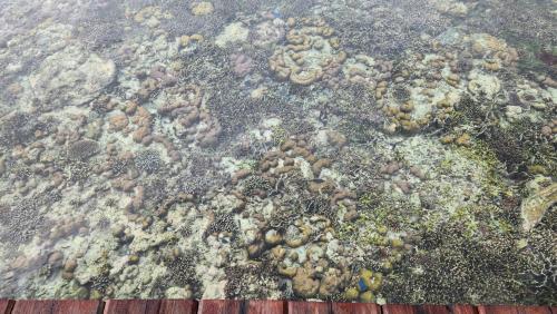 a pile of algae and other organisms on the ground at Terimakasih homestay in Pulau Mansuar