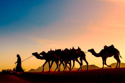a man leading a herd of camel in the desert at Scarlet Luxury Camp Wadi Rum in Wadi Rum